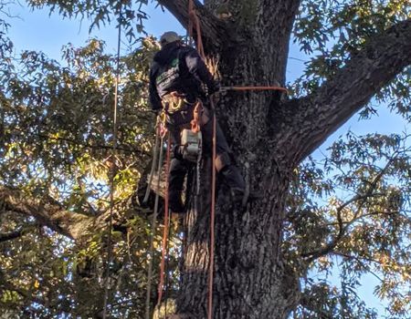 Arborist in safety gear climbing a large tree with ropes