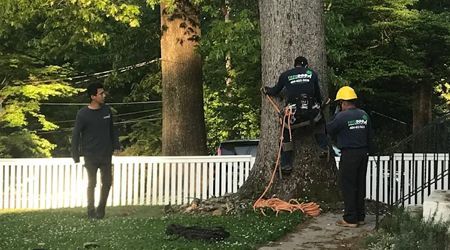 Three workers clear a fallen tree beside a white fence in a leafy yard.