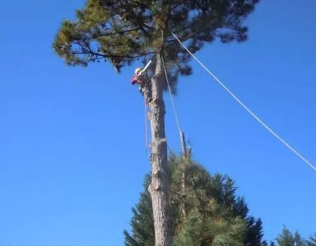 Arborist climbing a tall pine tree against a clear blue sky, attached to a safety rope