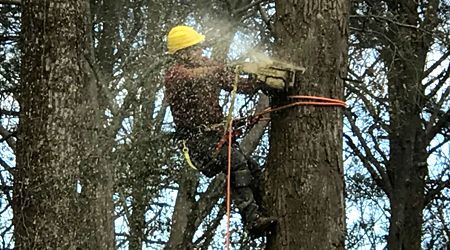 Worker in yellow hard hat trimming a tree with a chainsaw, secured by a harness.