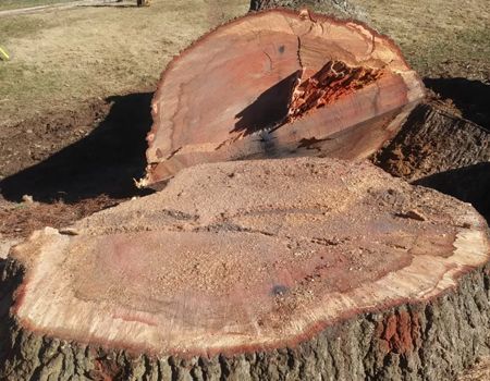 Two large cut tree logs on the ground, showing reddish wood and bark.