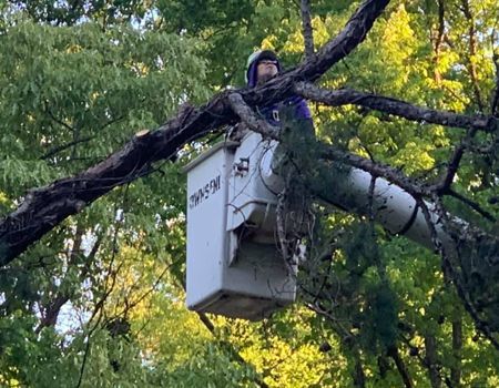 Worker in a bucket lift trimming a tree among green branches