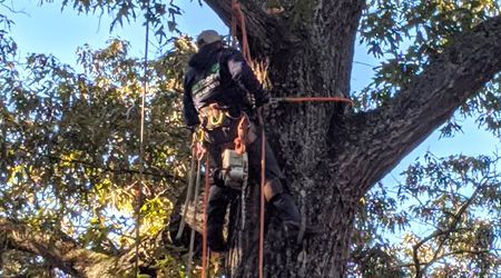 Person climbing a large tree with ropes in a wooded area