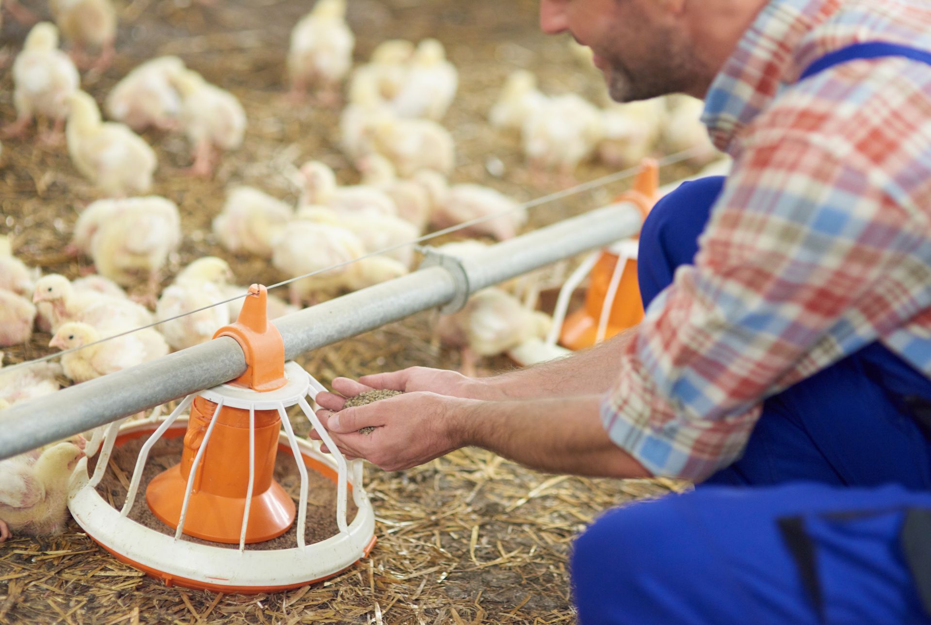 Farmer providing livestock feeding for young chicks on a poultry farm
