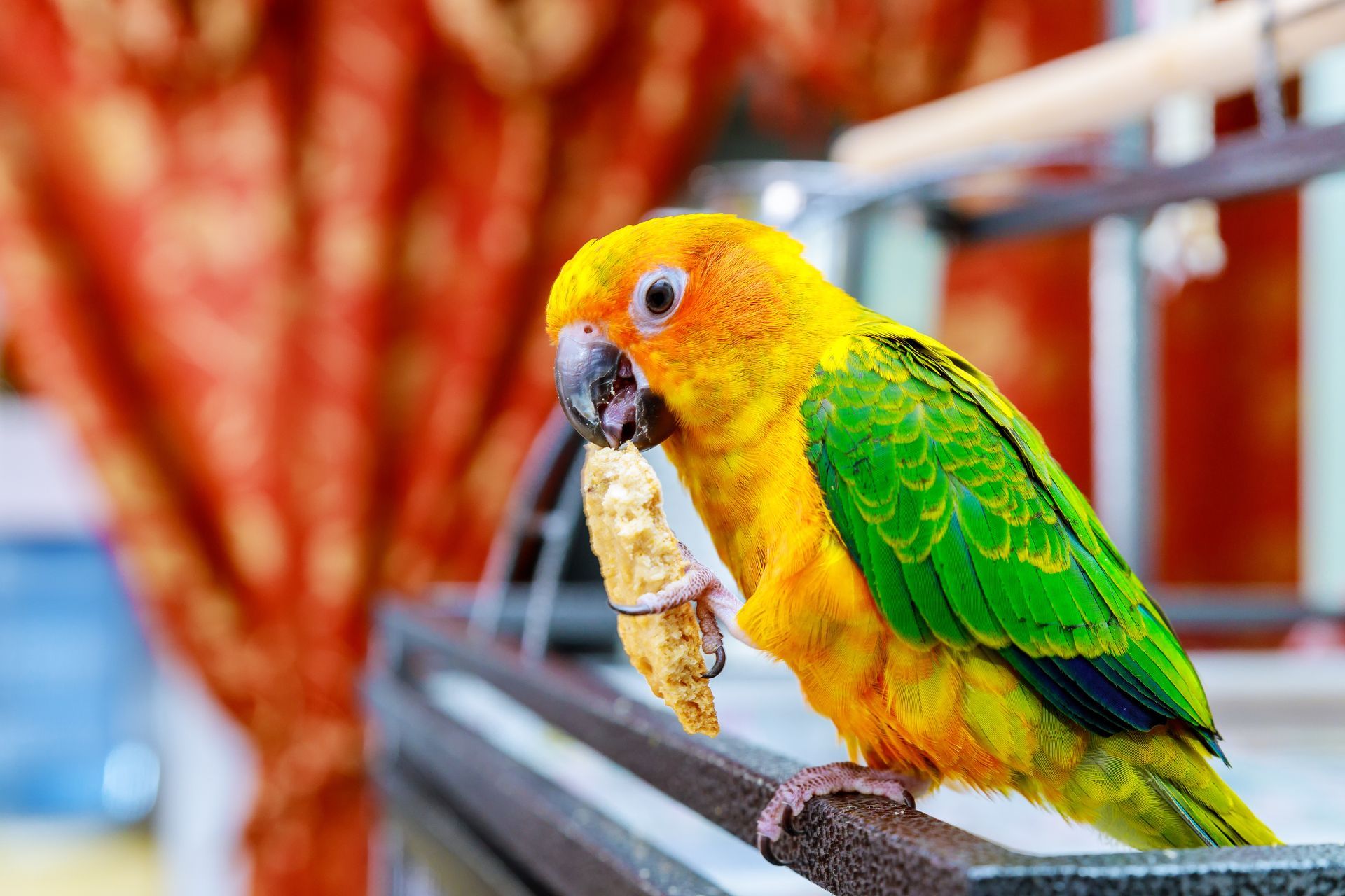 Colorful green and yellow parrot holding a treat on a perch indoors