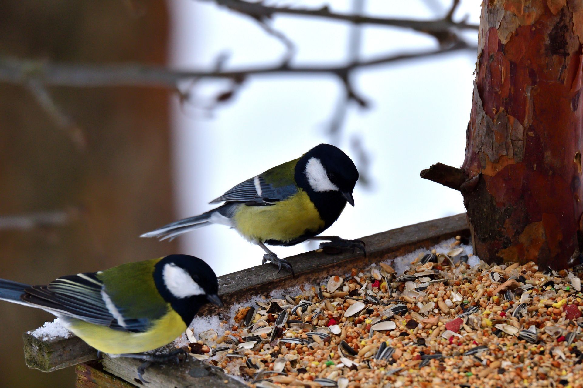 Two great tits feeding on birdseed beside a tree trunk