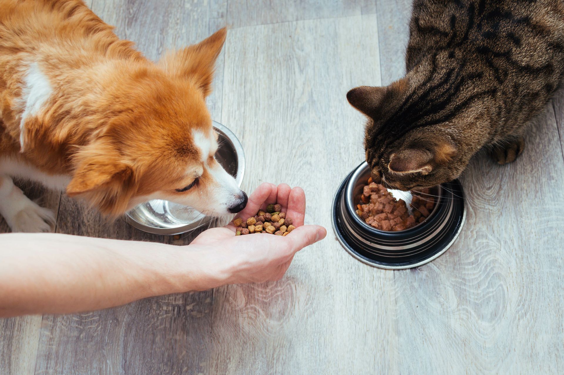 Orange dog and tabby cat eating from bowls beside a hand holding kibble on a wooden floor