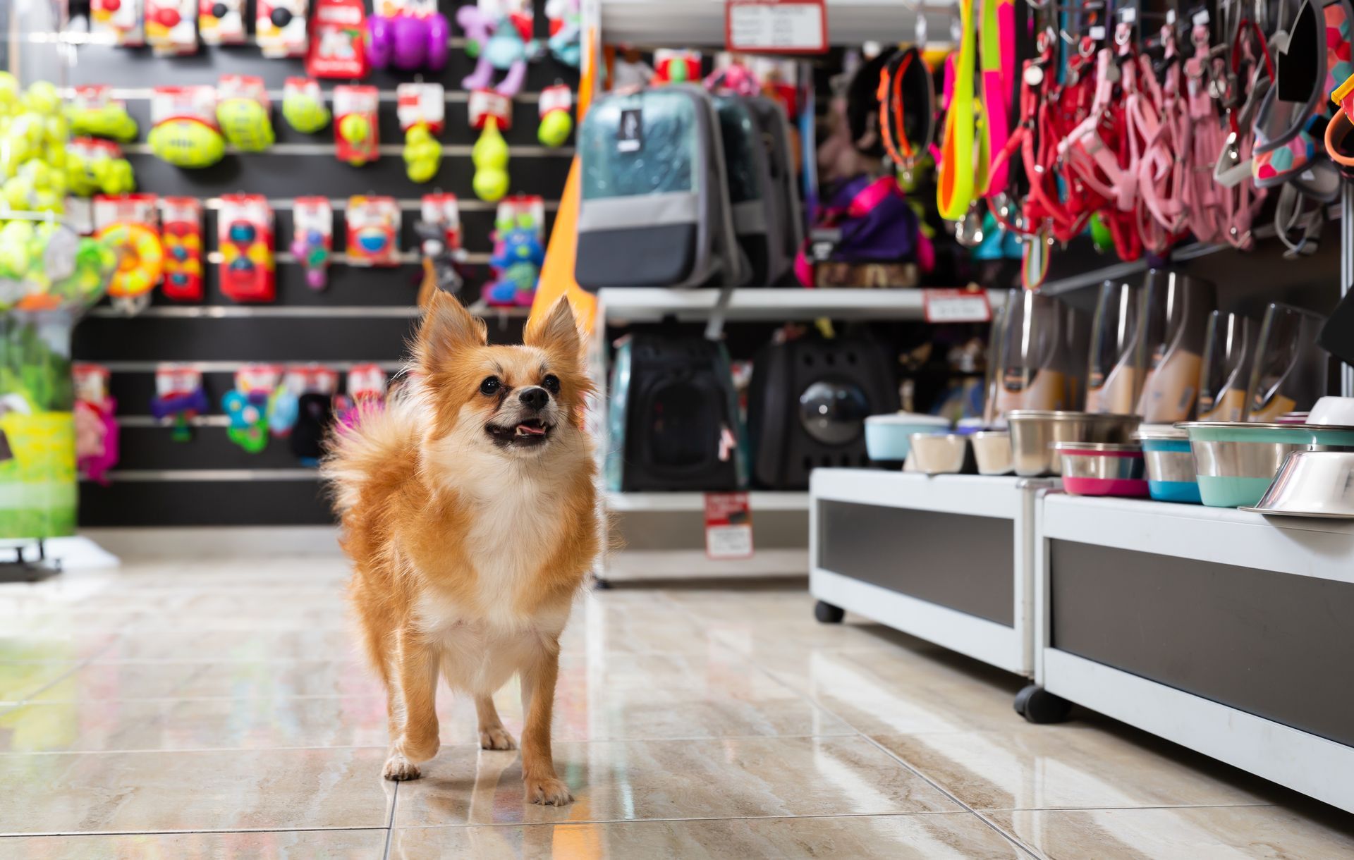 Small tan dog standing in a pet store aisle with colorful toys and pet supplies on shelves