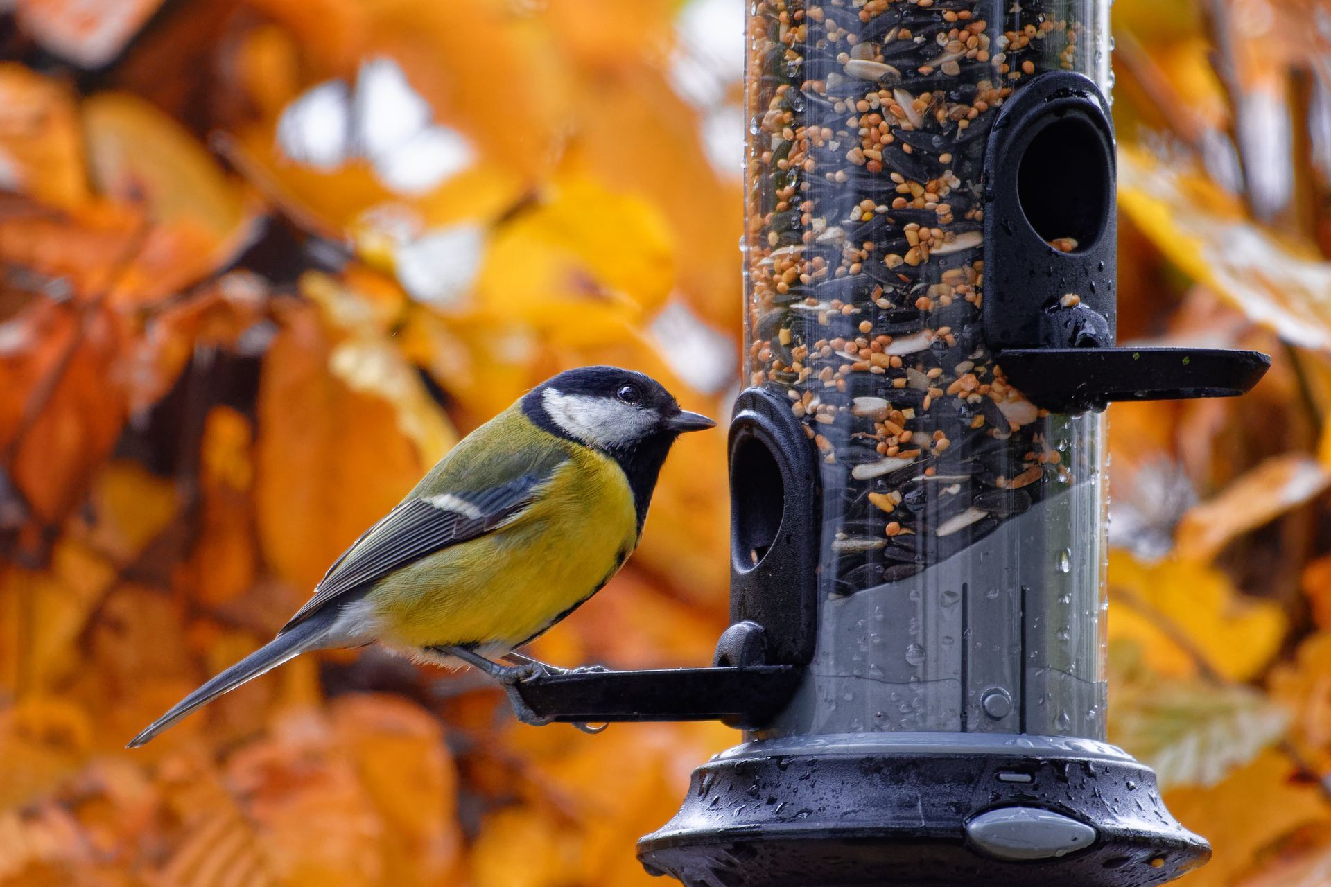 Blue tit perched on a seed bird feeder, with orange autumn leaves in the background