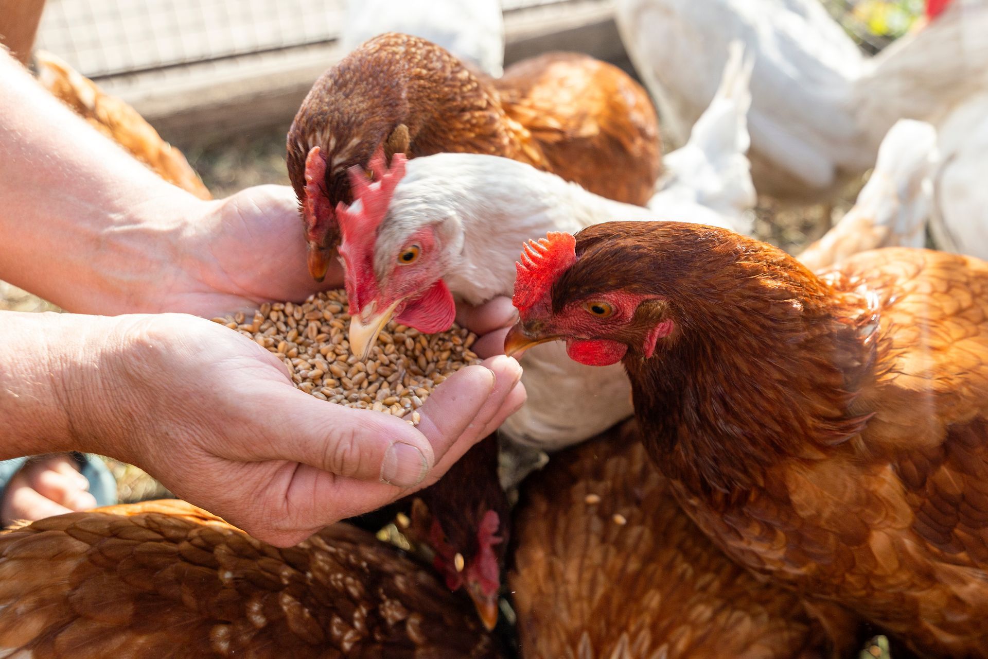 Hands feeding grain to brown chickens in a coop.