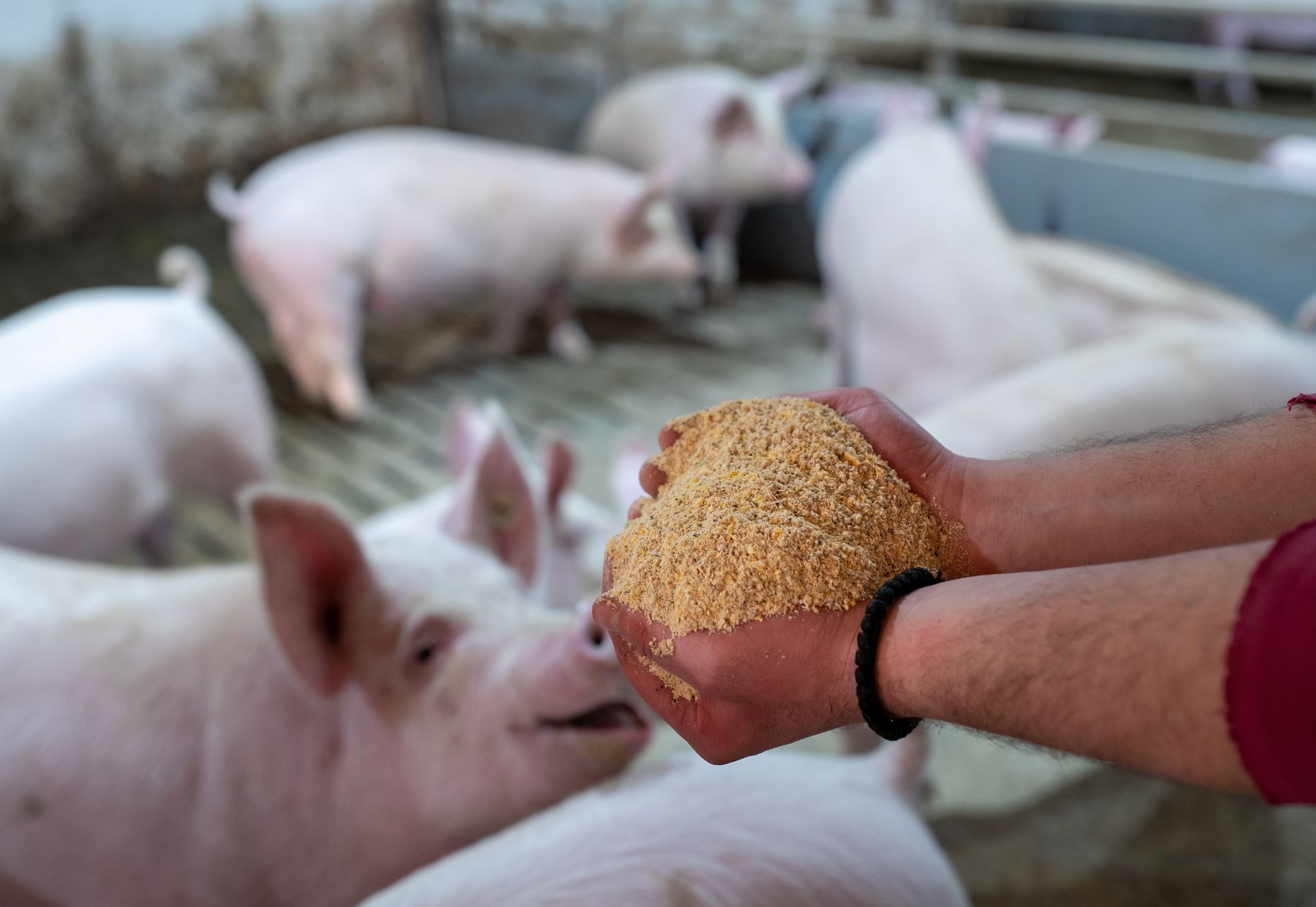 Hand holding grain toward pigs in a penid