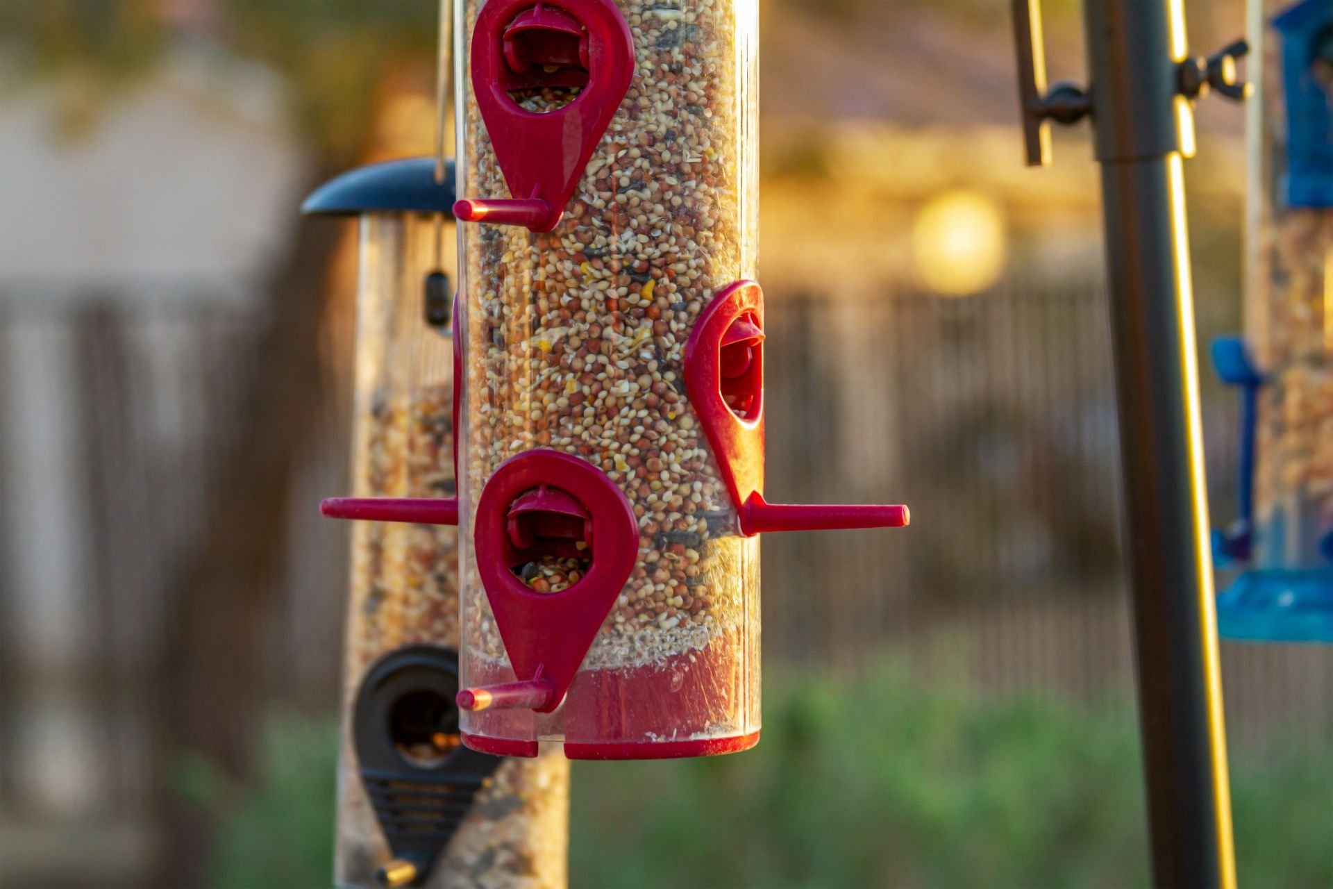 Bird feeder with red perches attached to a seed-filled tube outdoors