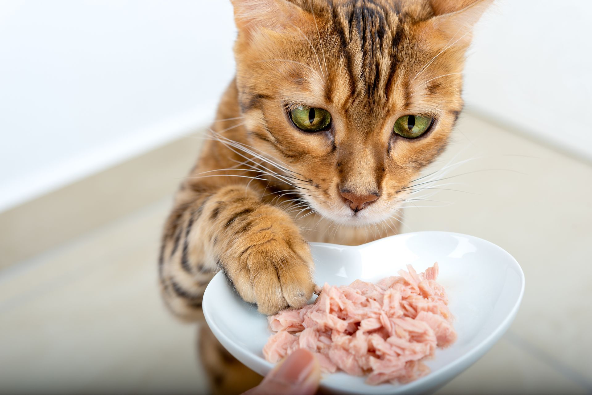 Orange tabby cat reaching for tuna in a white bowl on a table