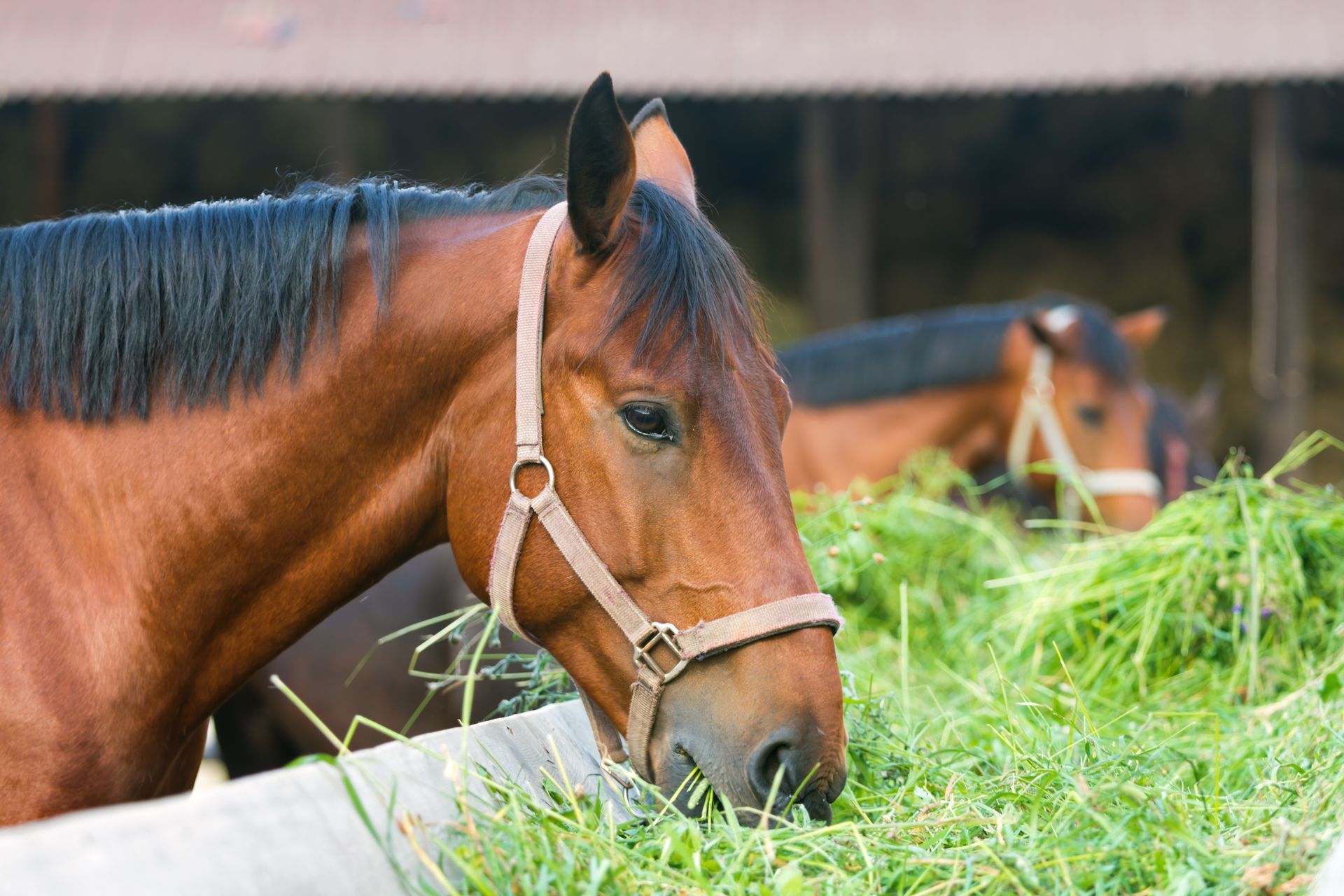 Brown horse eating hay in a stable