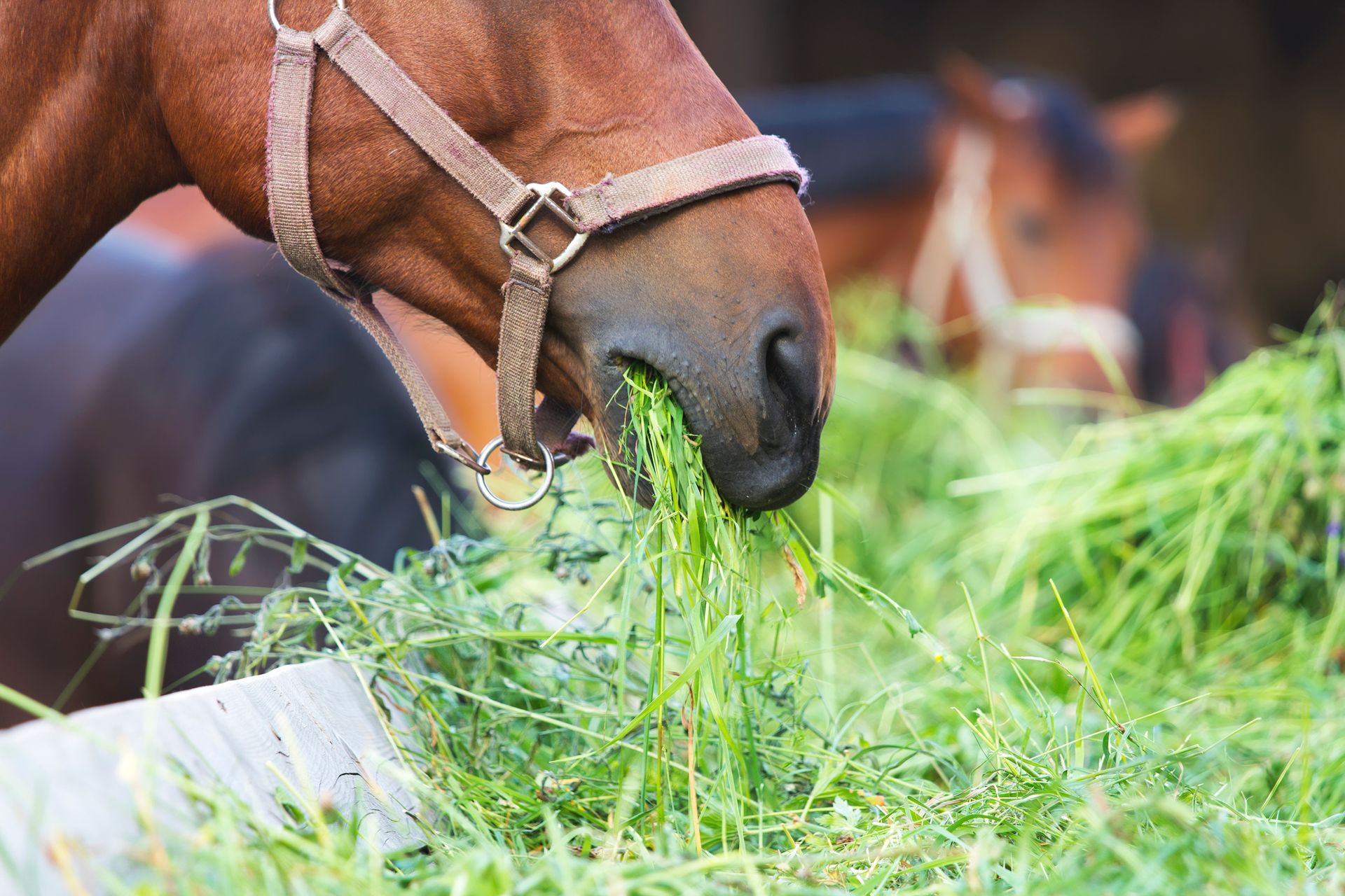 Horse wearing a halter grazing on fresh green grass outdoors