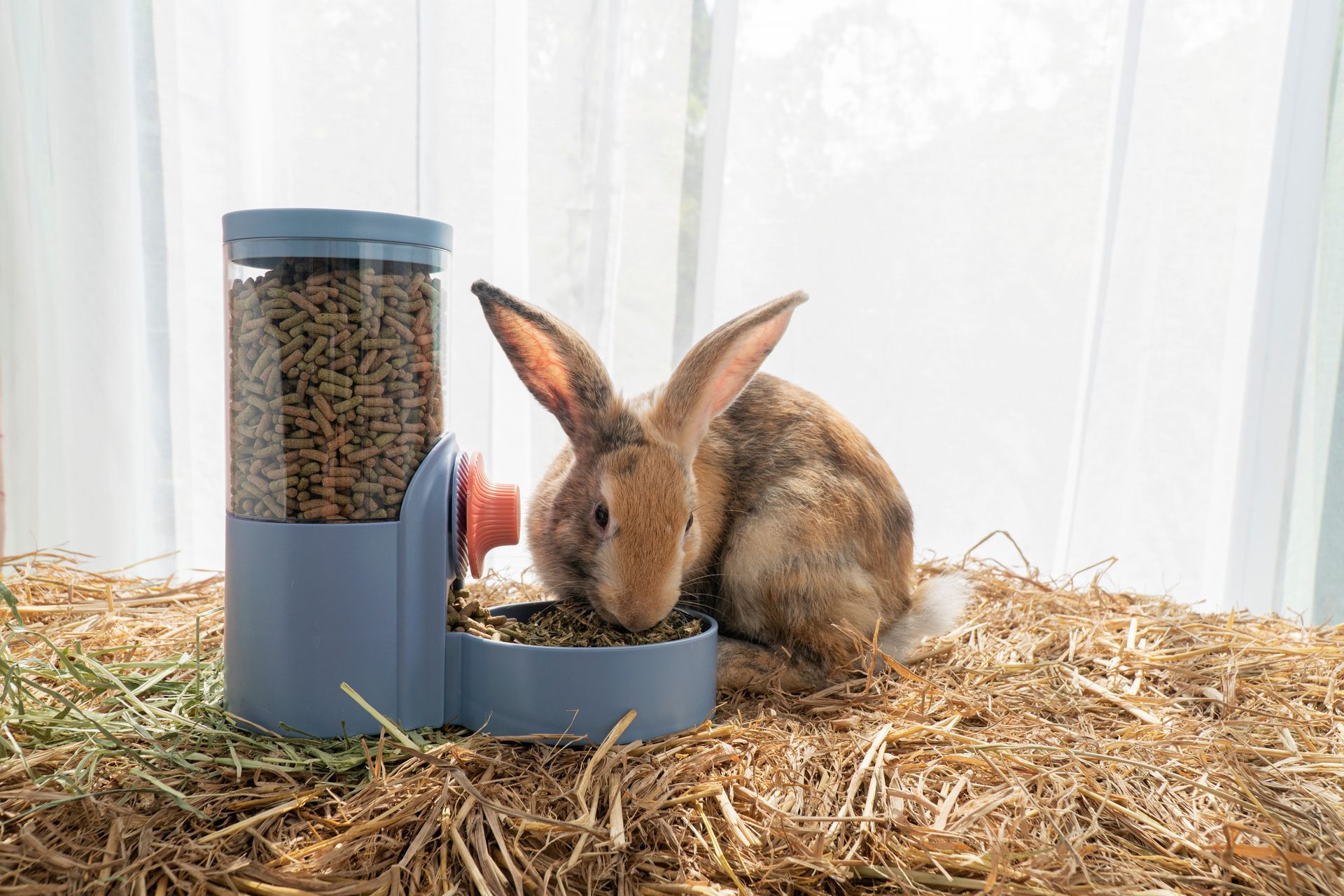 Brown rabbit eating from a blue feeder on hay indoors near a bright window