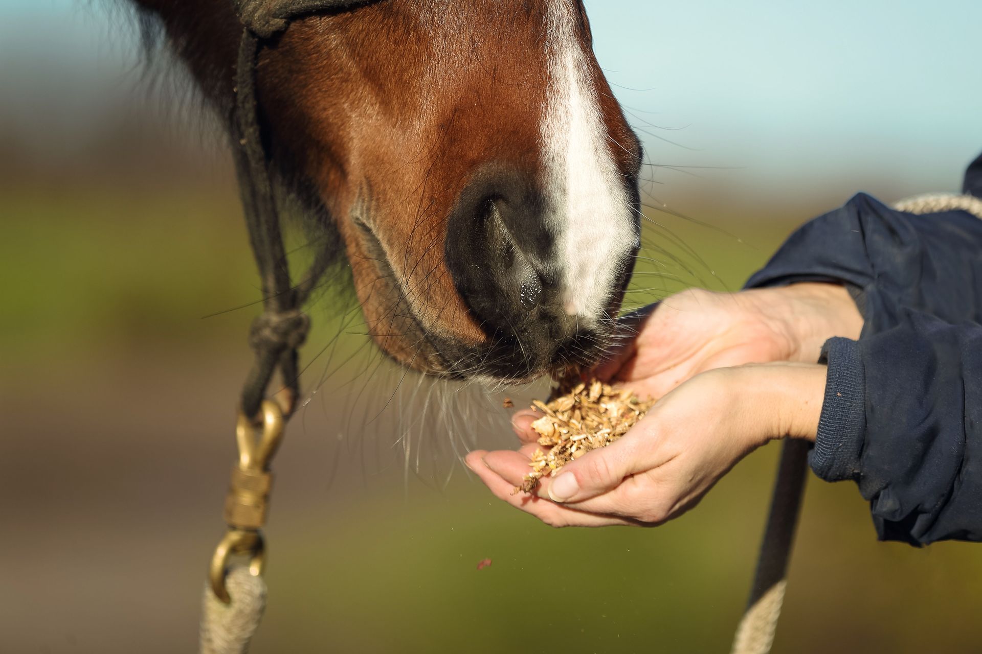 Horse eating grain from a person’s hand outdoors