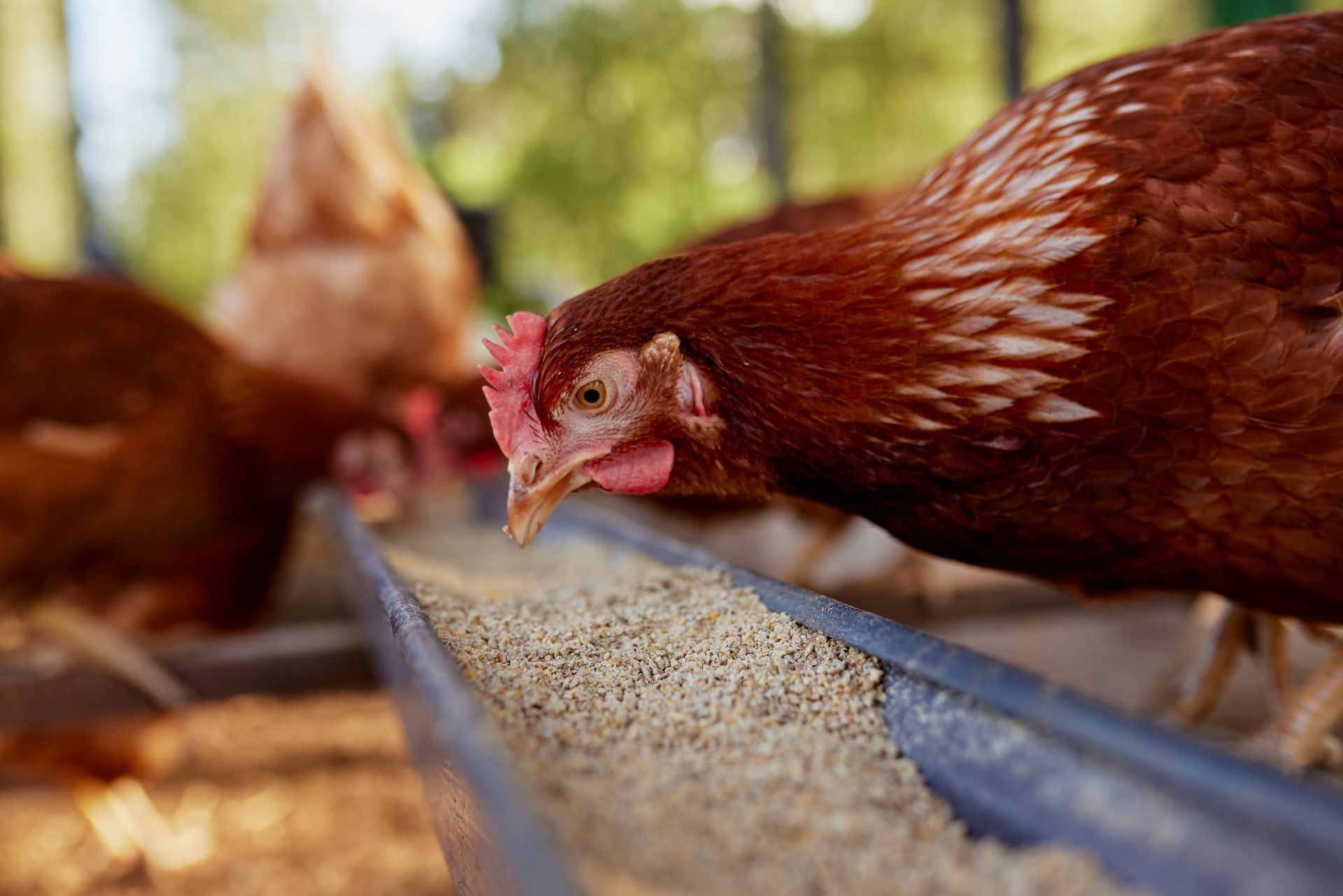 Brown chickens eating grain from a feeder outdoors