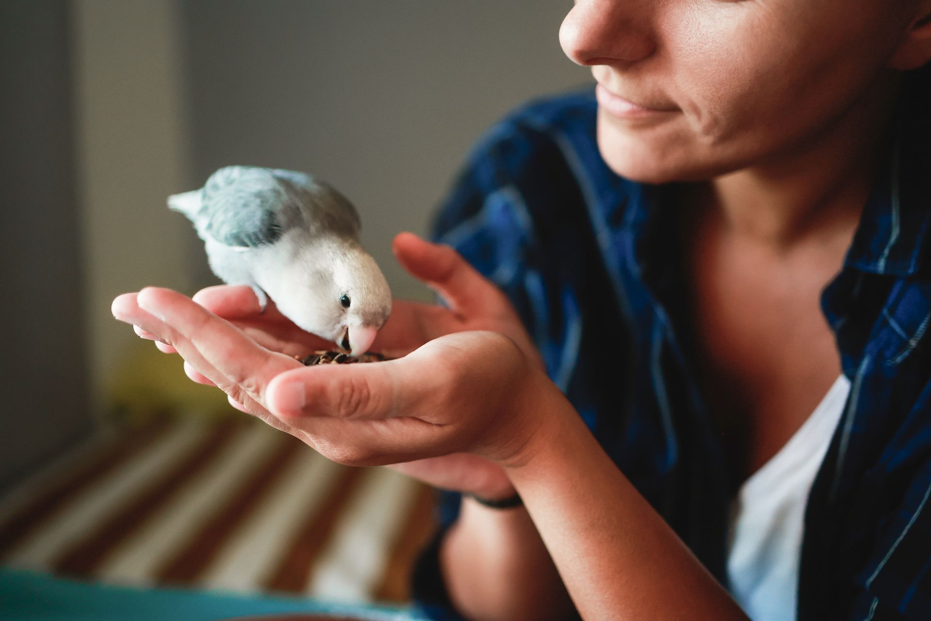 Person gently holding a small white and gray bird in their hand indoors