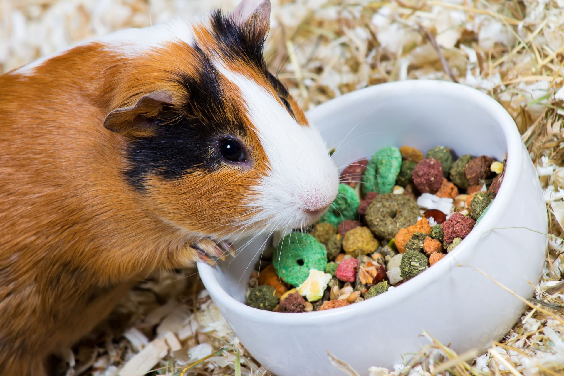 Guinea pig eating colorful pellets from a white bowl in bedding