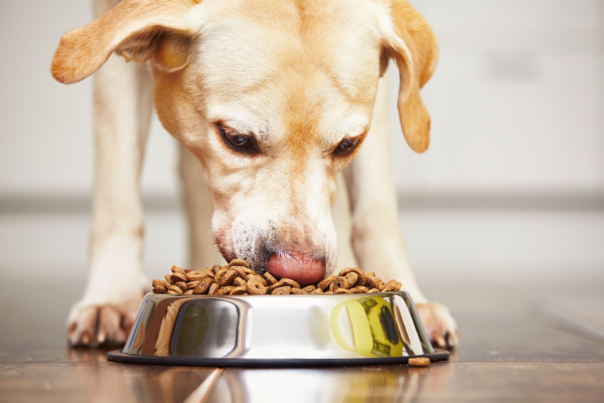 Tan dog eating kibble from a metal bowl on a wooden floor