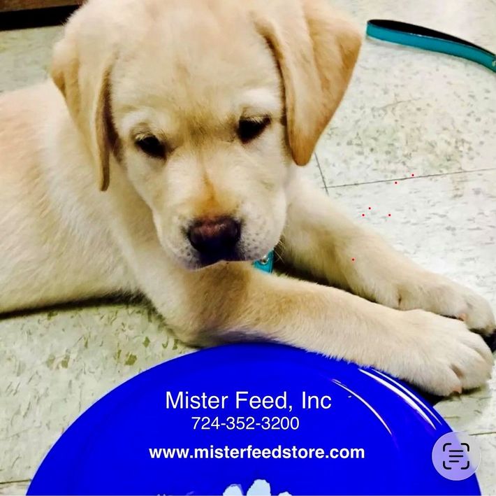 Yellow Labrador puppy resting on tile floor beside a blue Mister Feed, Inc. bowl