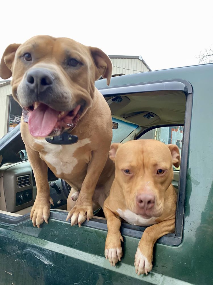 Two tan dogs leaning out of a green truck window, one panting, one resting its paws on the door.