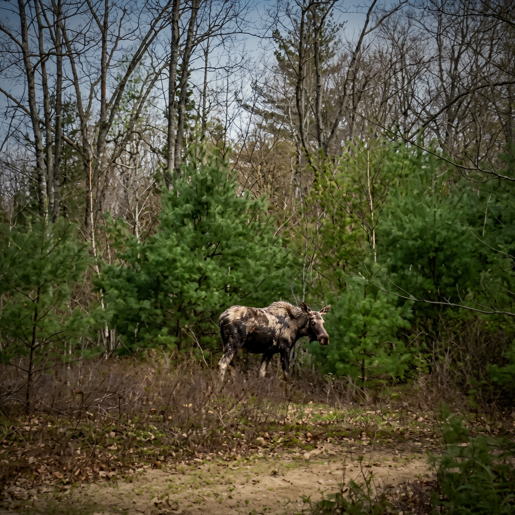 A moose is walking through the woods on a dirt road.