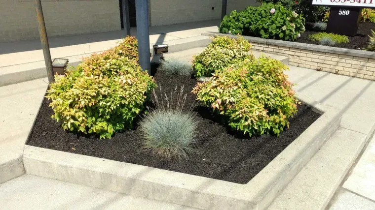 A concrete, hexagon-shaped planter bed with dark mulch, two green shrubs, and two spiky, silvery-blue ornamental grasses.