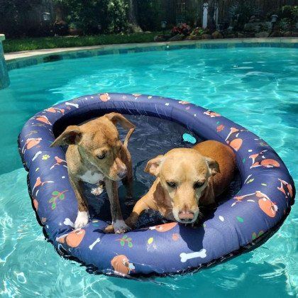 Two dogs in a blue float ring in a swimming pool, one brown and one black-and-tan.