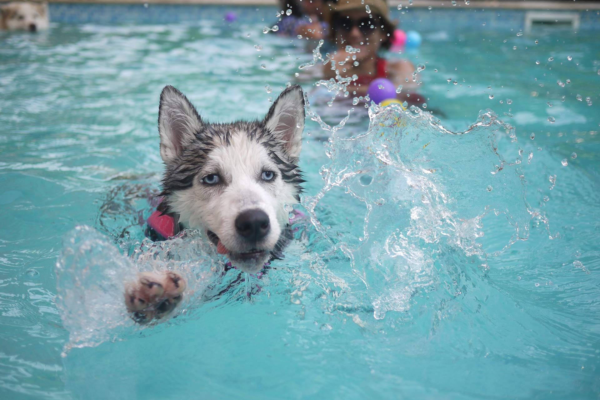 Husky splashing toward the camera in a turquoise swimming pool, with a swimmer blurred in the background