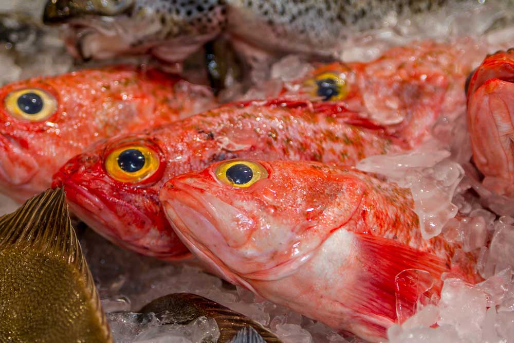 Orange roughy fish on ice