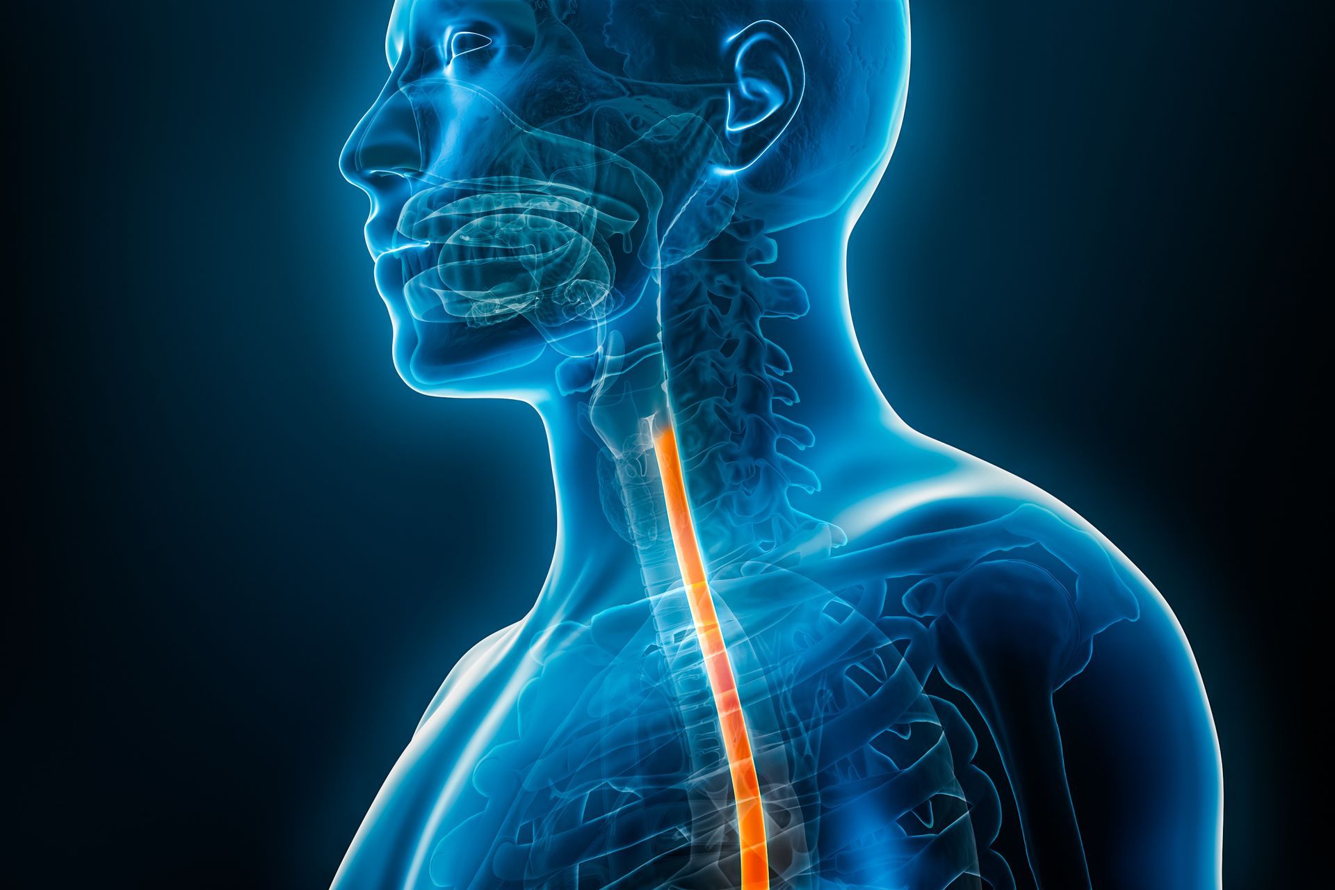 Ilustração anatômica 3D do corpo com destaque para o esôfago em laranja, representando Cirurgia do Esôfago