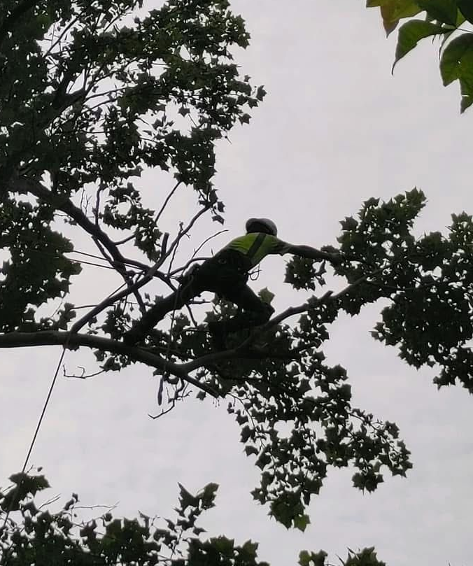 Arborist in safety gear, pruning branches high in a tree, overcast sky.