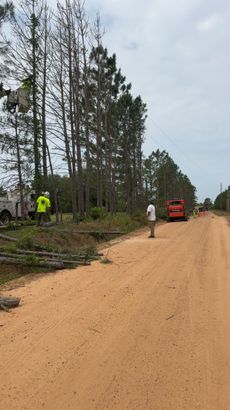 Arborist in tree, cutting branches with a chainsaw. Safety gear visible, overcast sky.