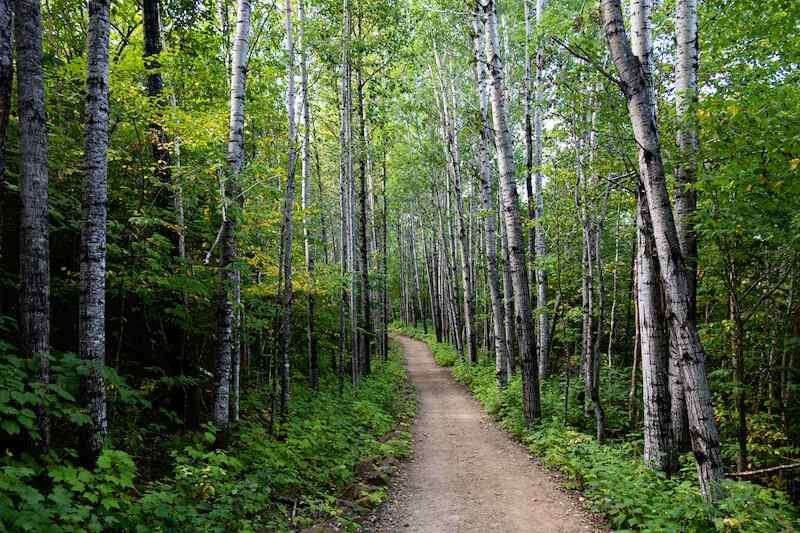 A dirt path going through a lush green forest.