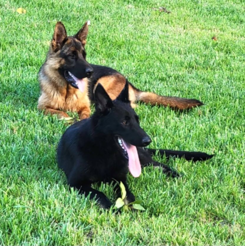 Dog Breeders in North Carolina Puppies for sale in NC