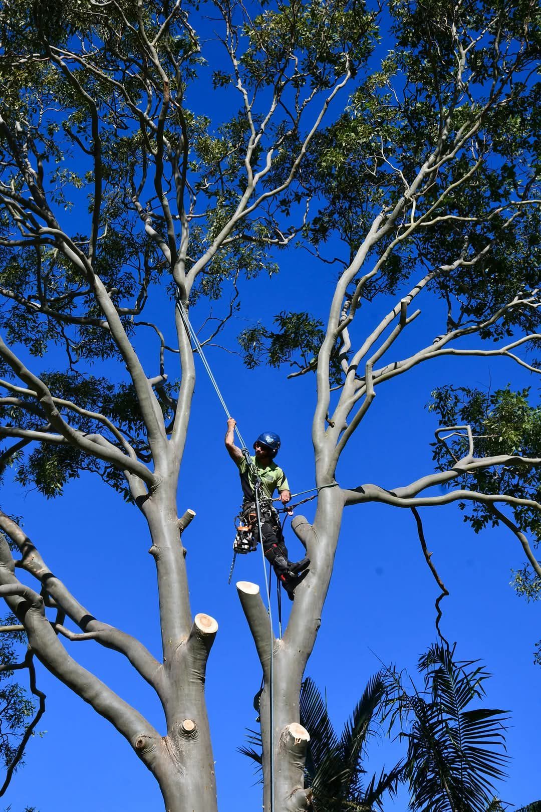 An arborist in a safety harness climbing a tall tree against a clear blue sky to perform pruning.