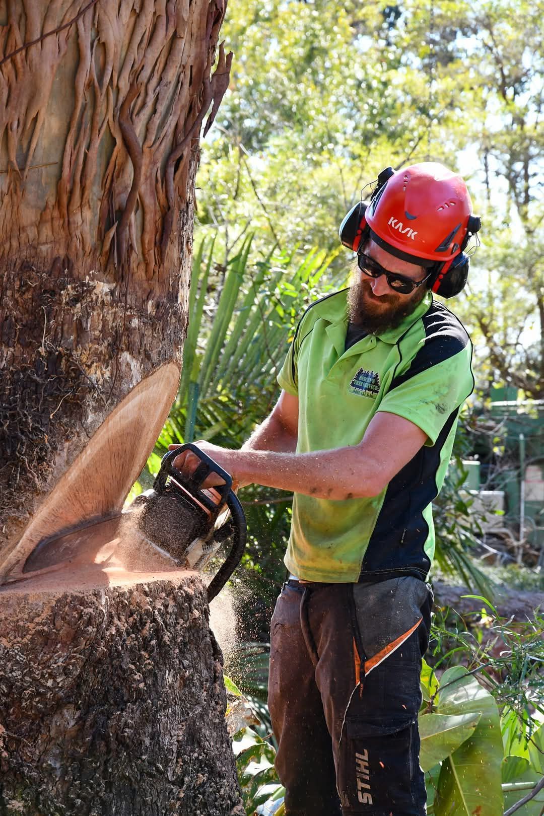 A person wearing safety gear and a red hard hat uses a chainsaw to cut into the trunk of a large tree outdoors.