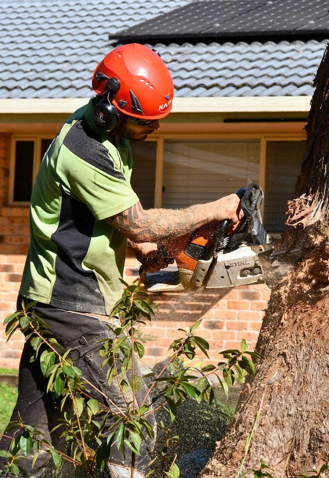 Arborist wearing a safety helmet and ear protection, using a chainsaw to cut a tree in front of a brick house.