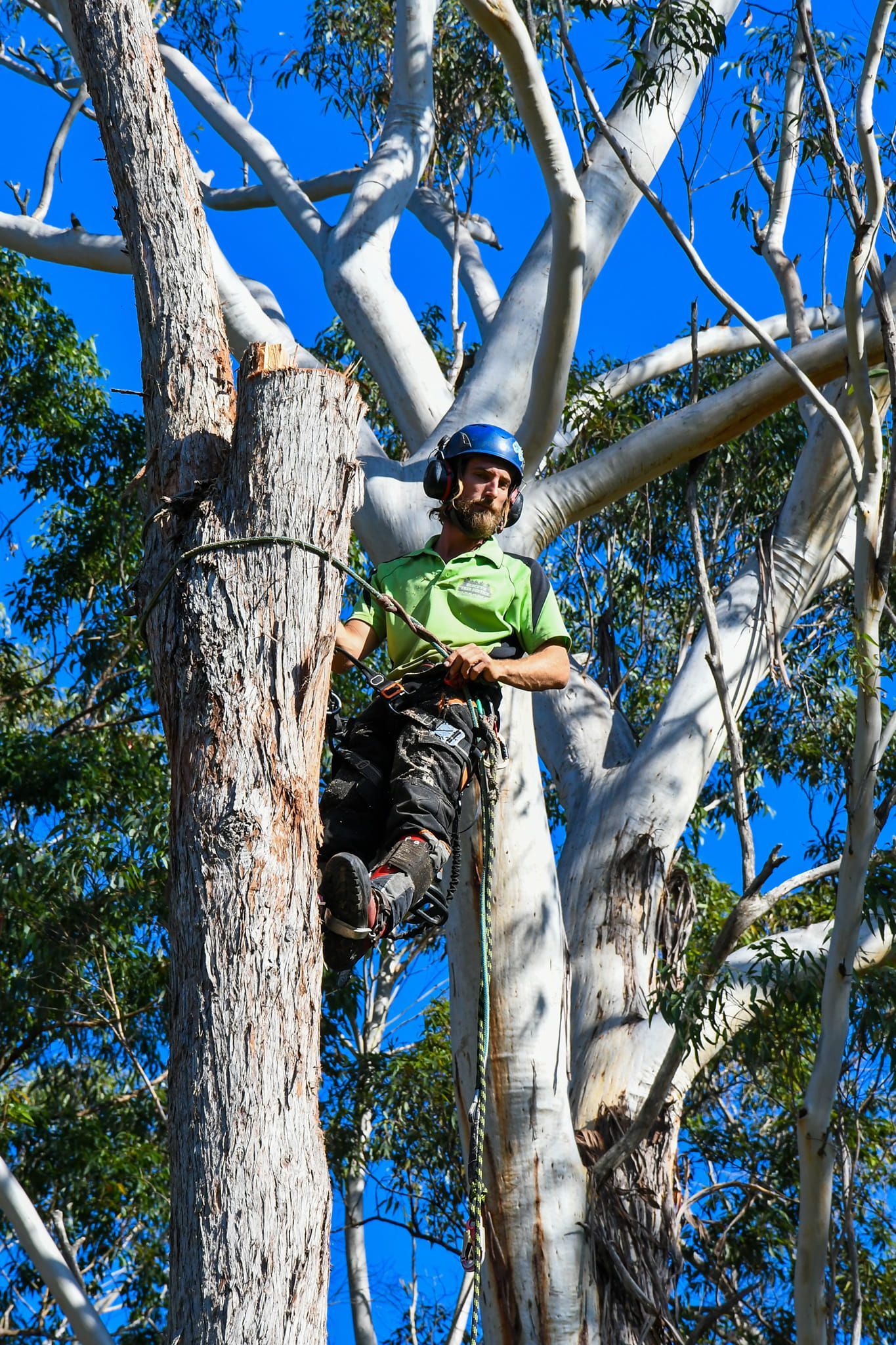 Tall Tree — Tree Removals In Kempsey, NSW