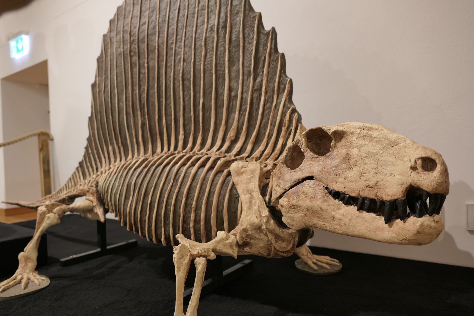 Pfalzmuseum für Naturkunde Bad Dürkheim online