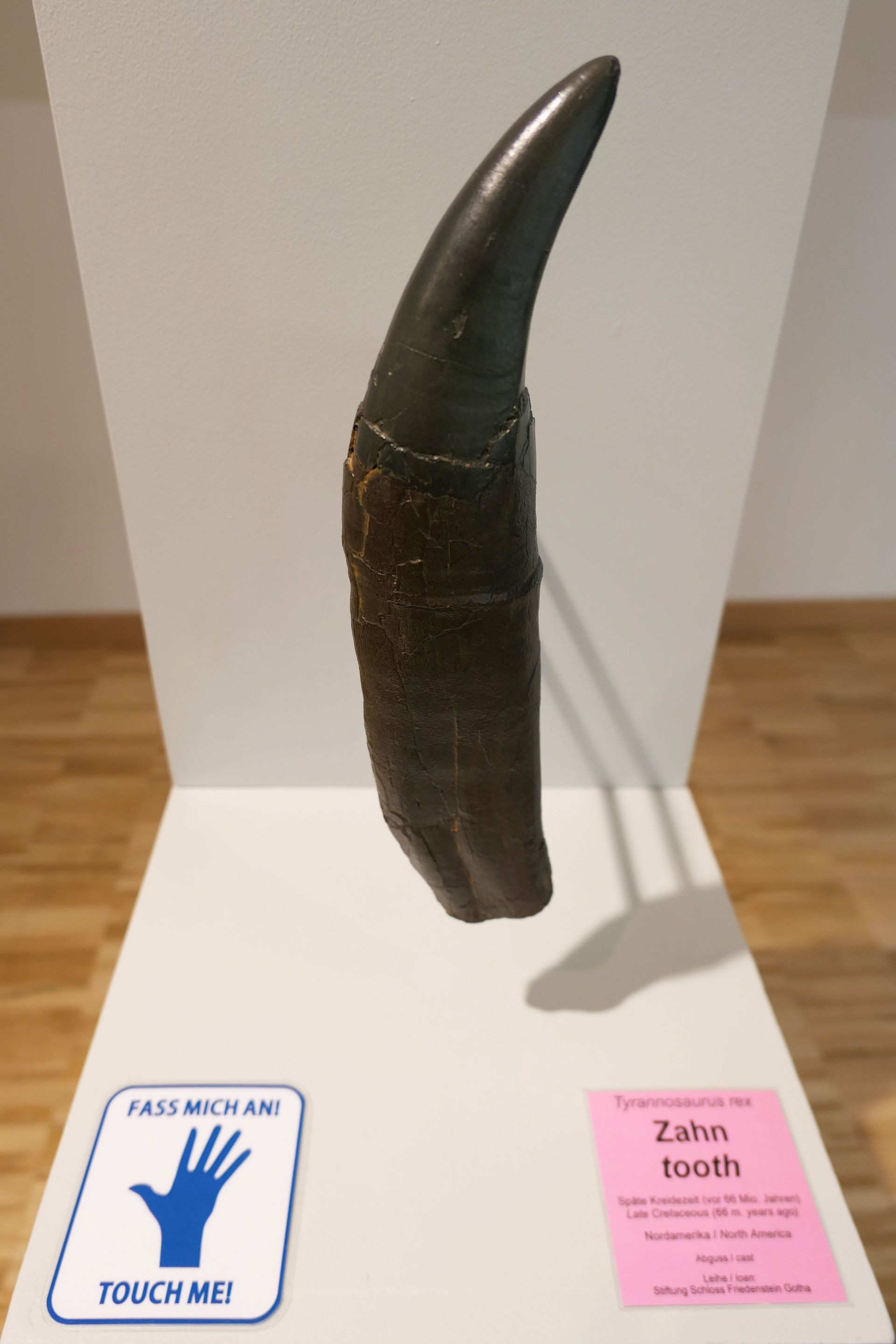 Pfalzmuseum für Naturkunde Bad Dürkheim online