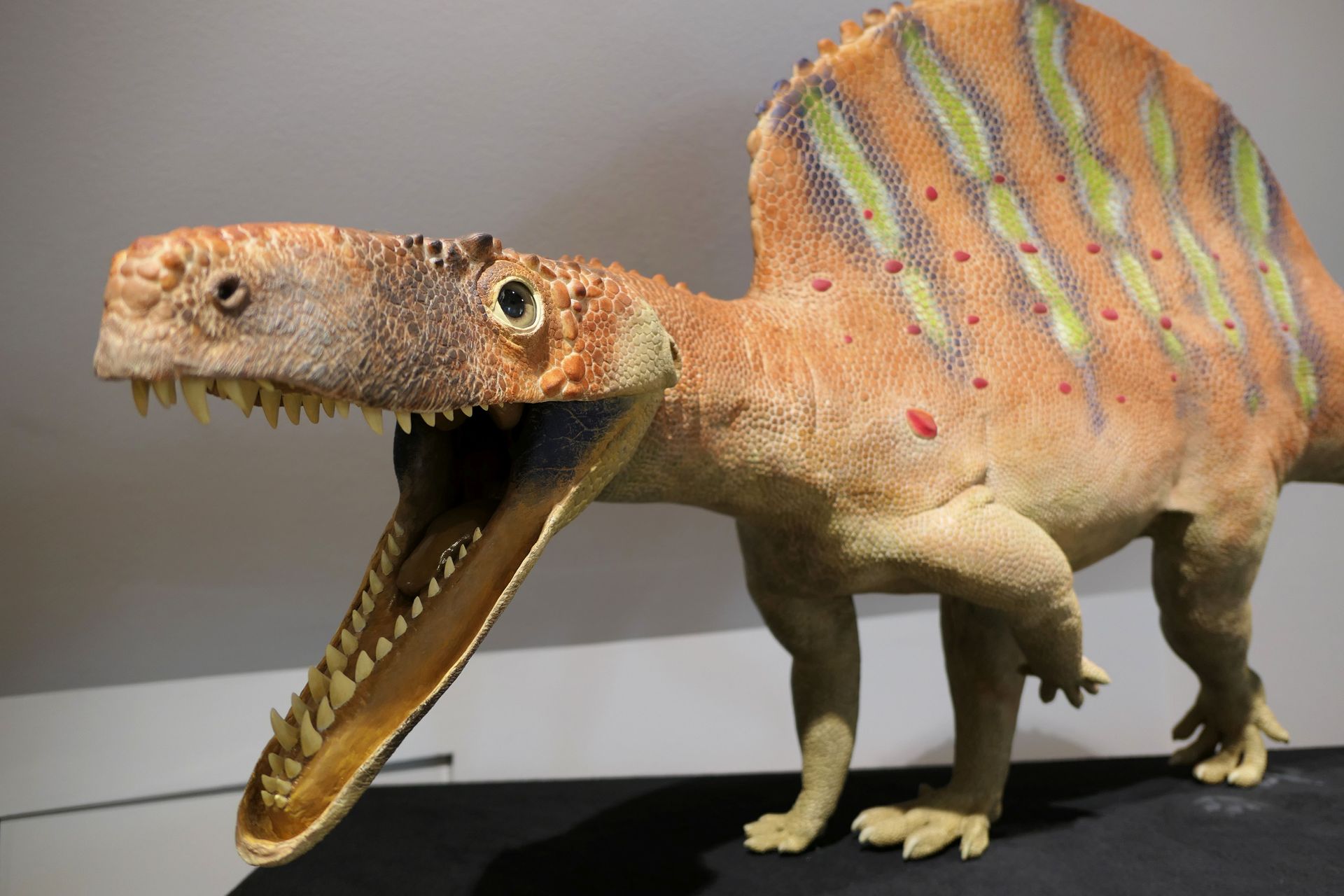 Pfalzmuseum für Naturkunde Bad Dürkheim online