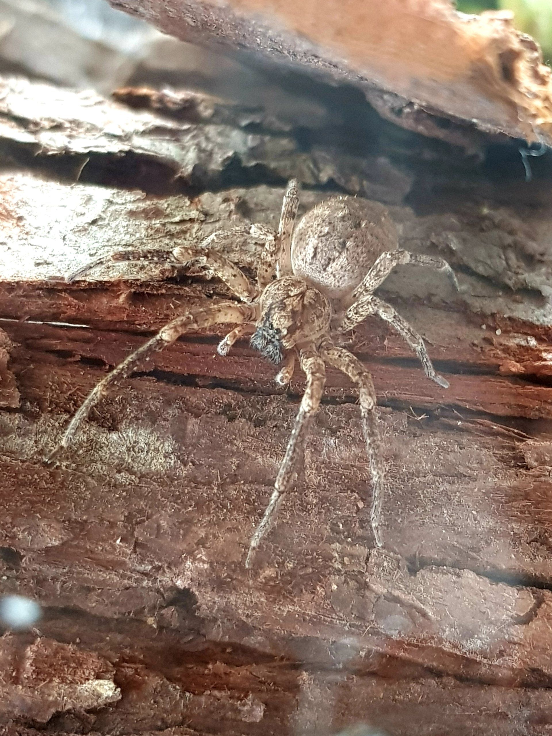 Nosferatu-Spinne Nosferatu-Spinne