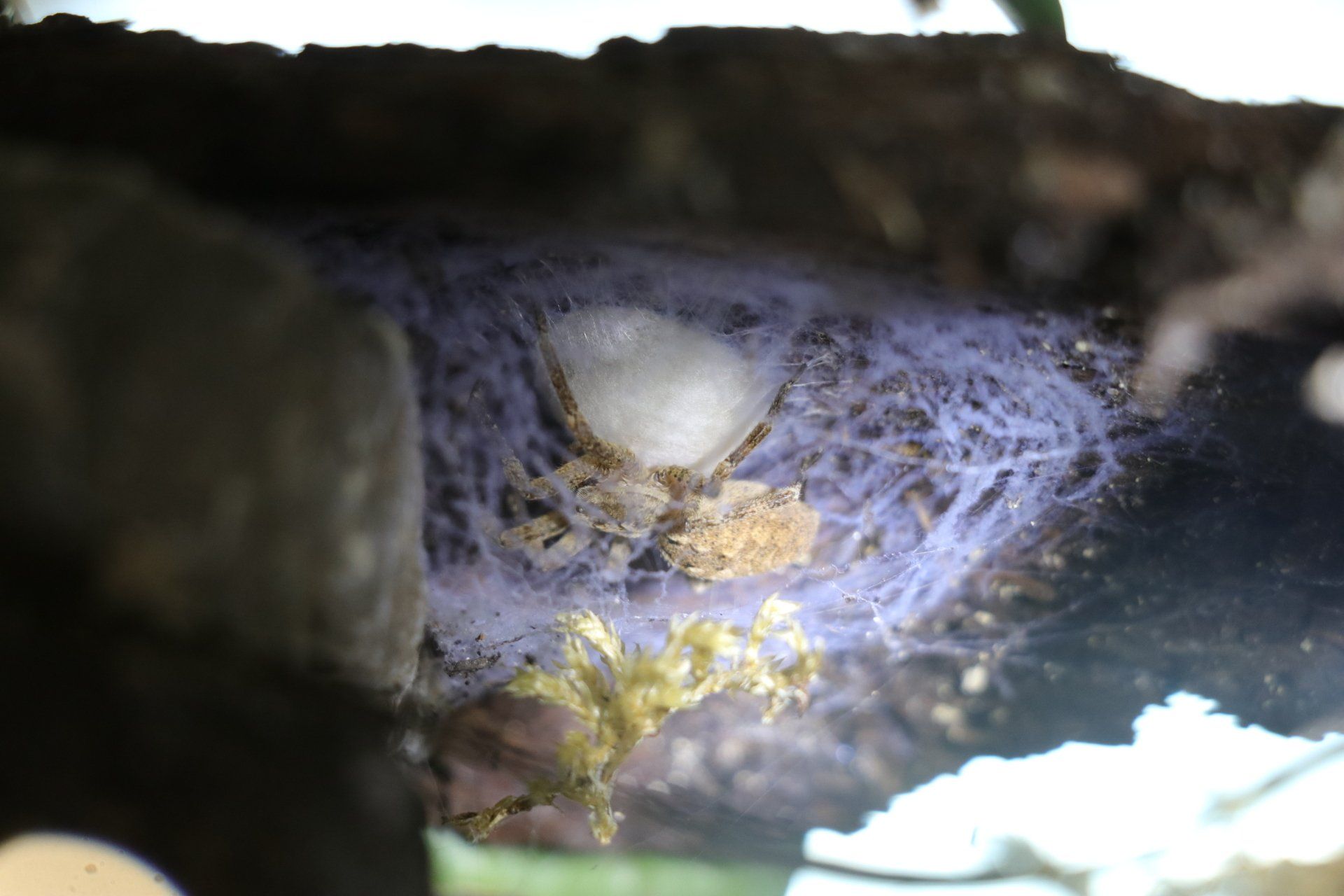 Nosfertu-Spinne mit Eipaket