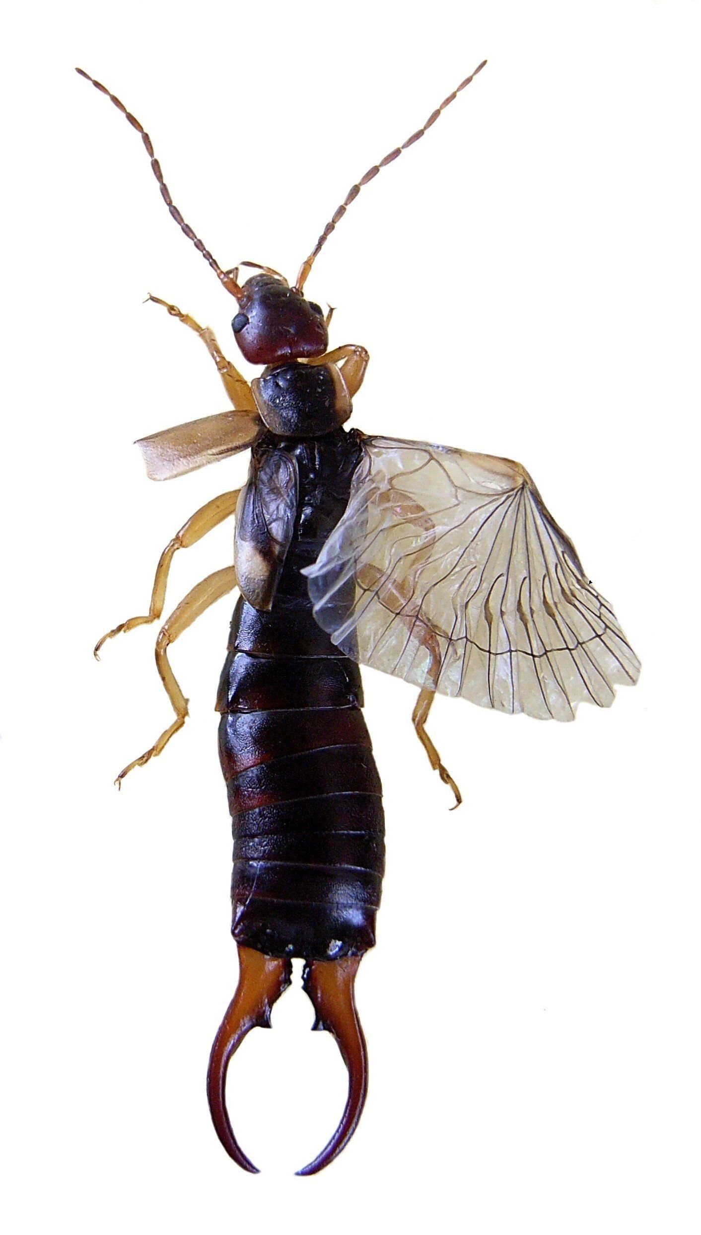 Ohrenkneiferflügel