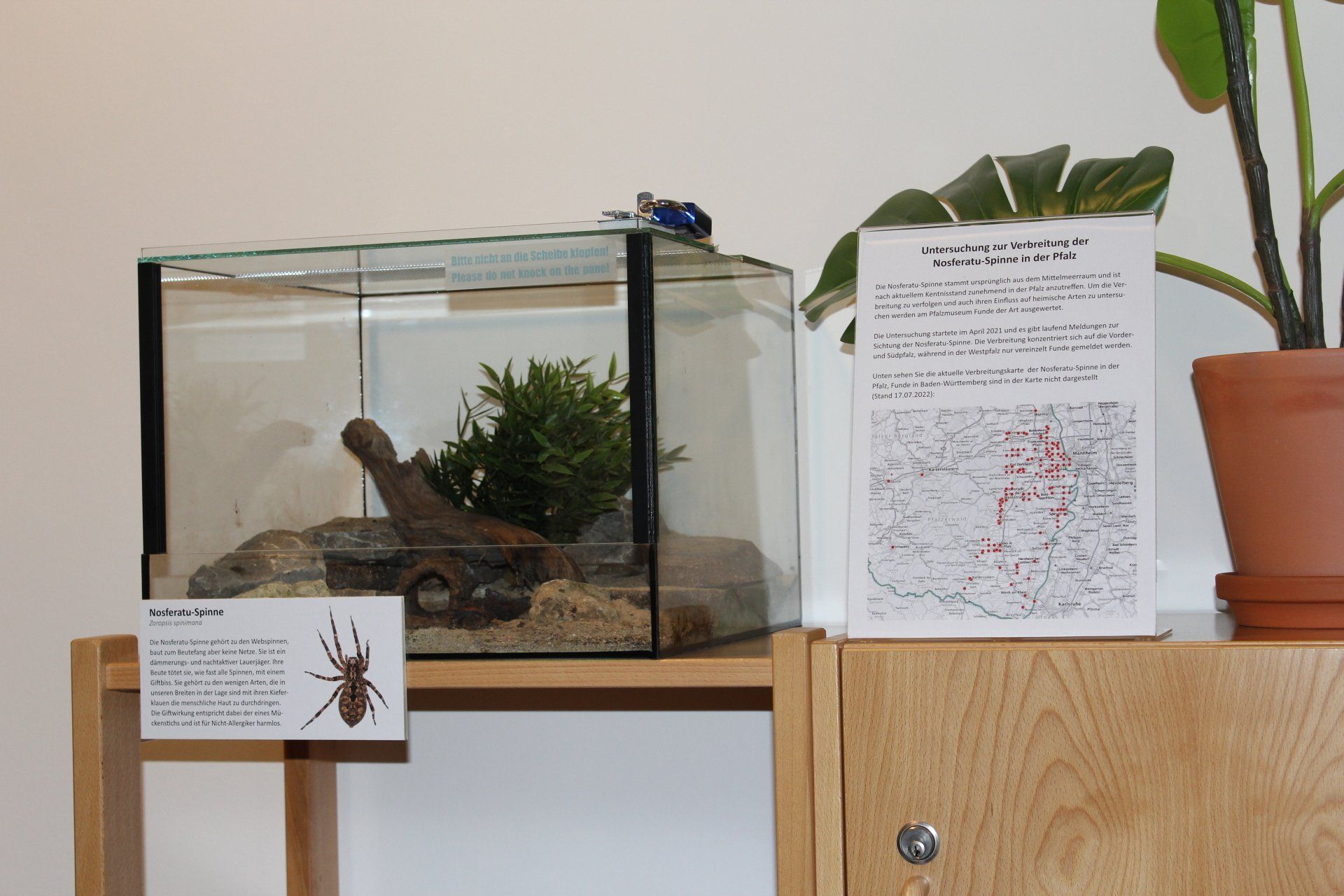 Nosfertu-Terrarium in der Ausstellung