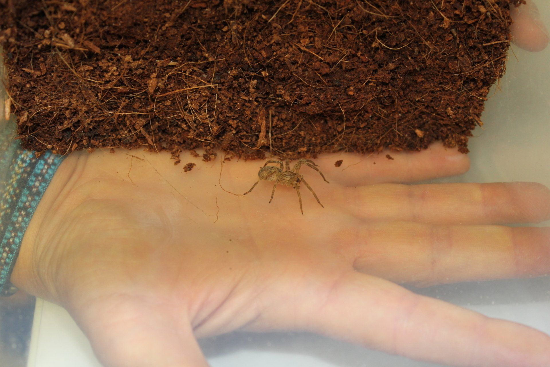 Nosferatu-Spinne und Hand