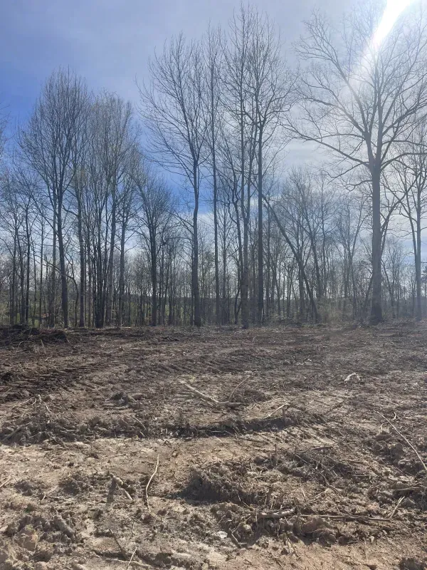 Cleared land with trees in the background, under a blue sky.